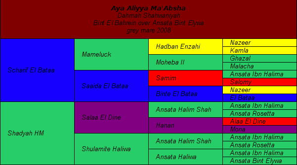 Pedigree: Aya Aliyya Ma'Absha