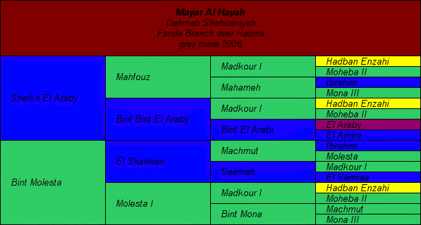Pedigree: Mayar Al Hayah